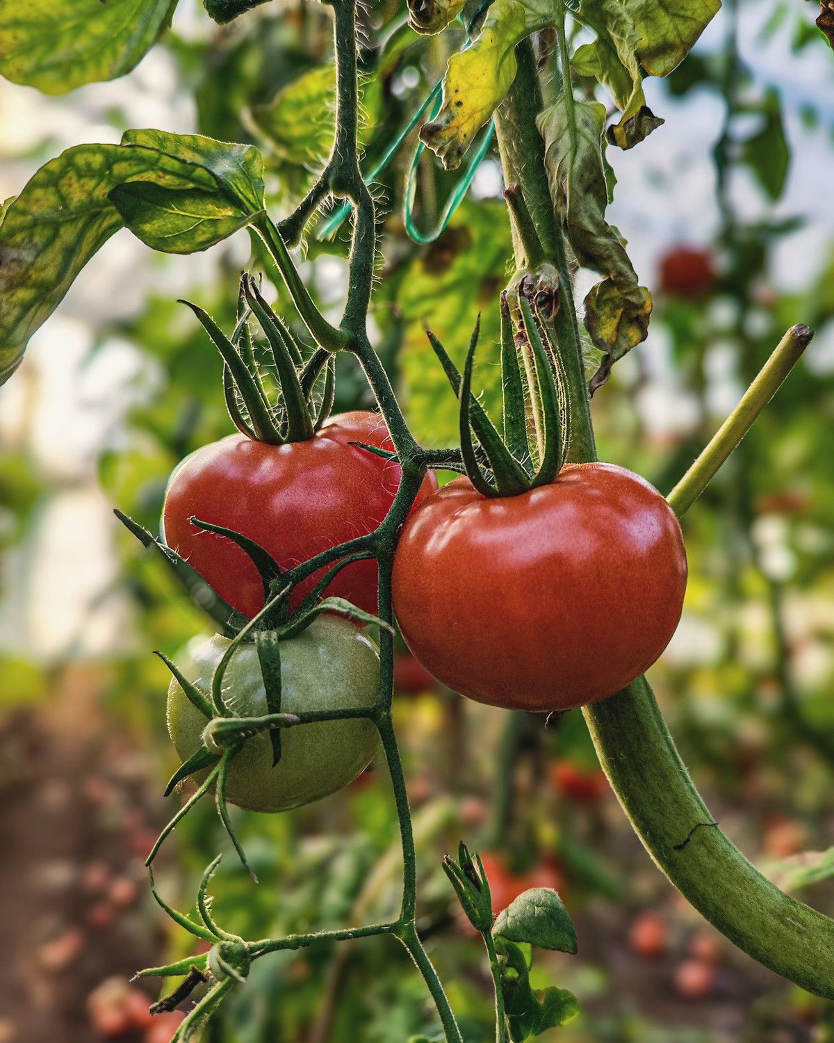 Ripening tomatoes on the vine under a trellis, with a row of plants receding behind them.